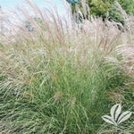 Yaku Jima Maiden Grass