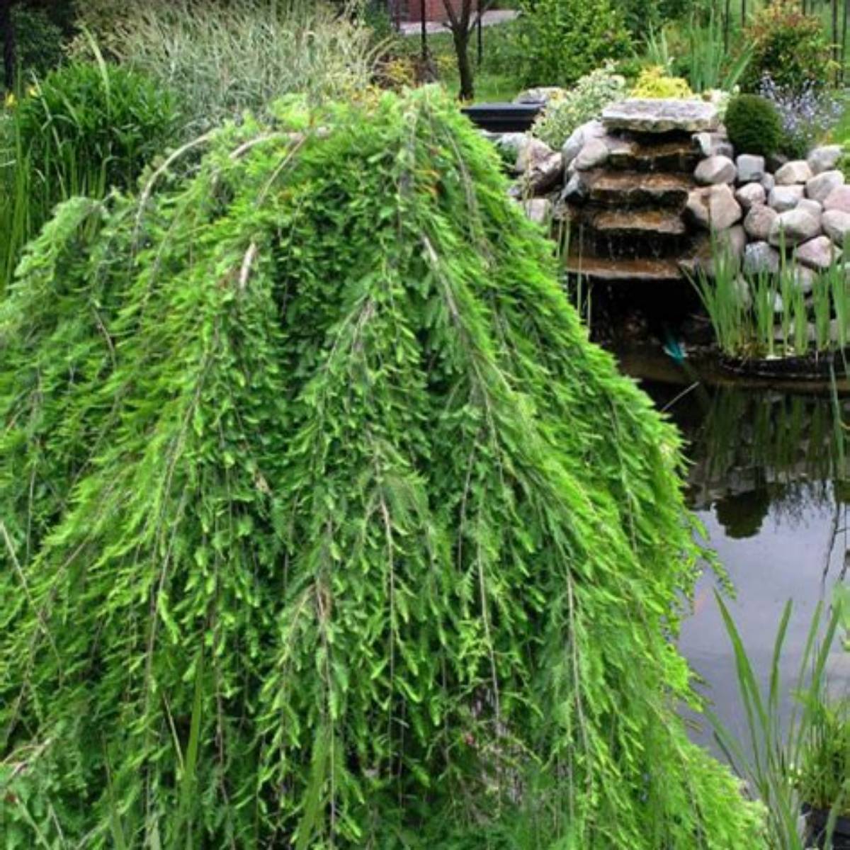 Falling Waters Weeping Bald Cypress Tree