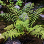 Lady Fern