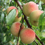 White Lady Peach Tree