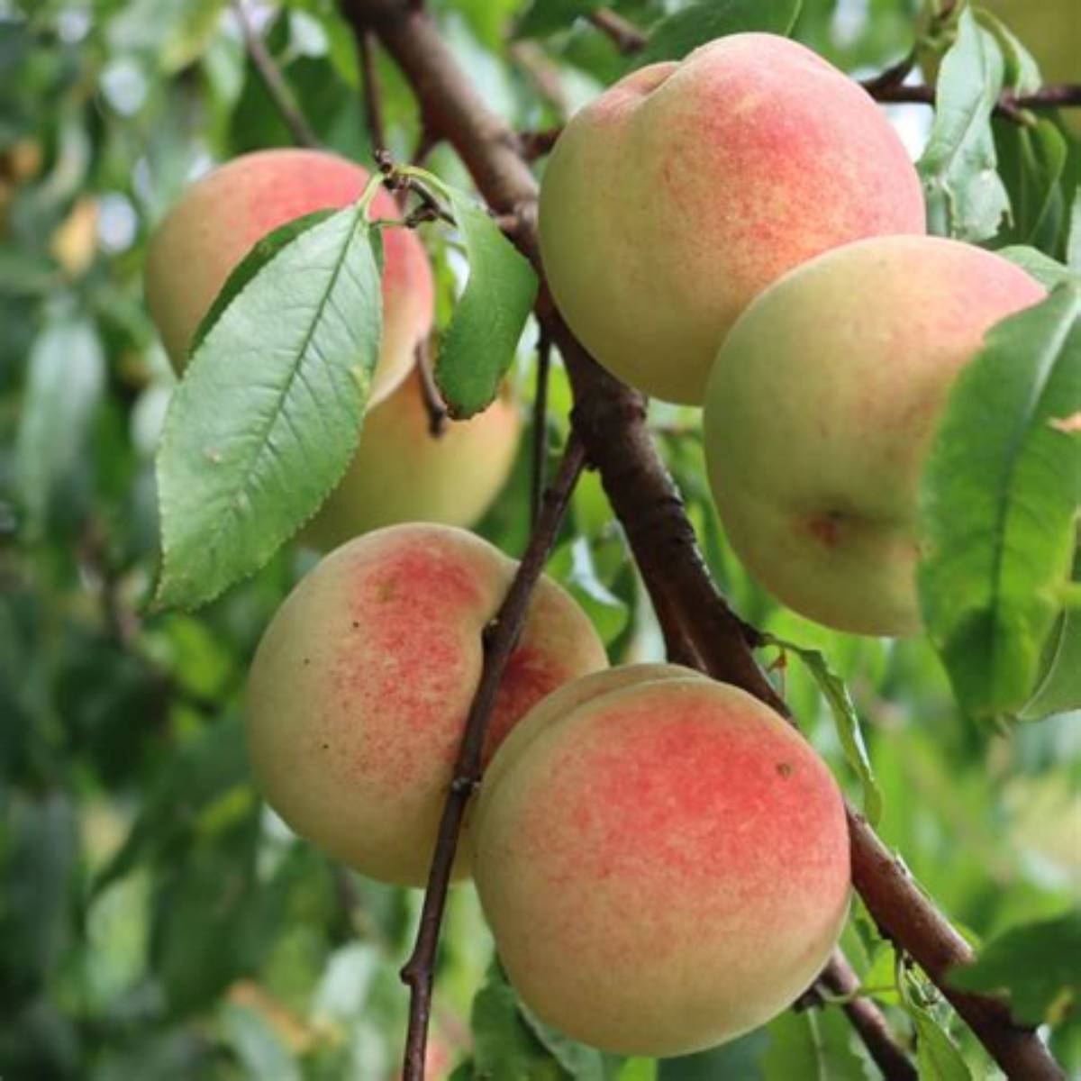 White Lady Peach Tree