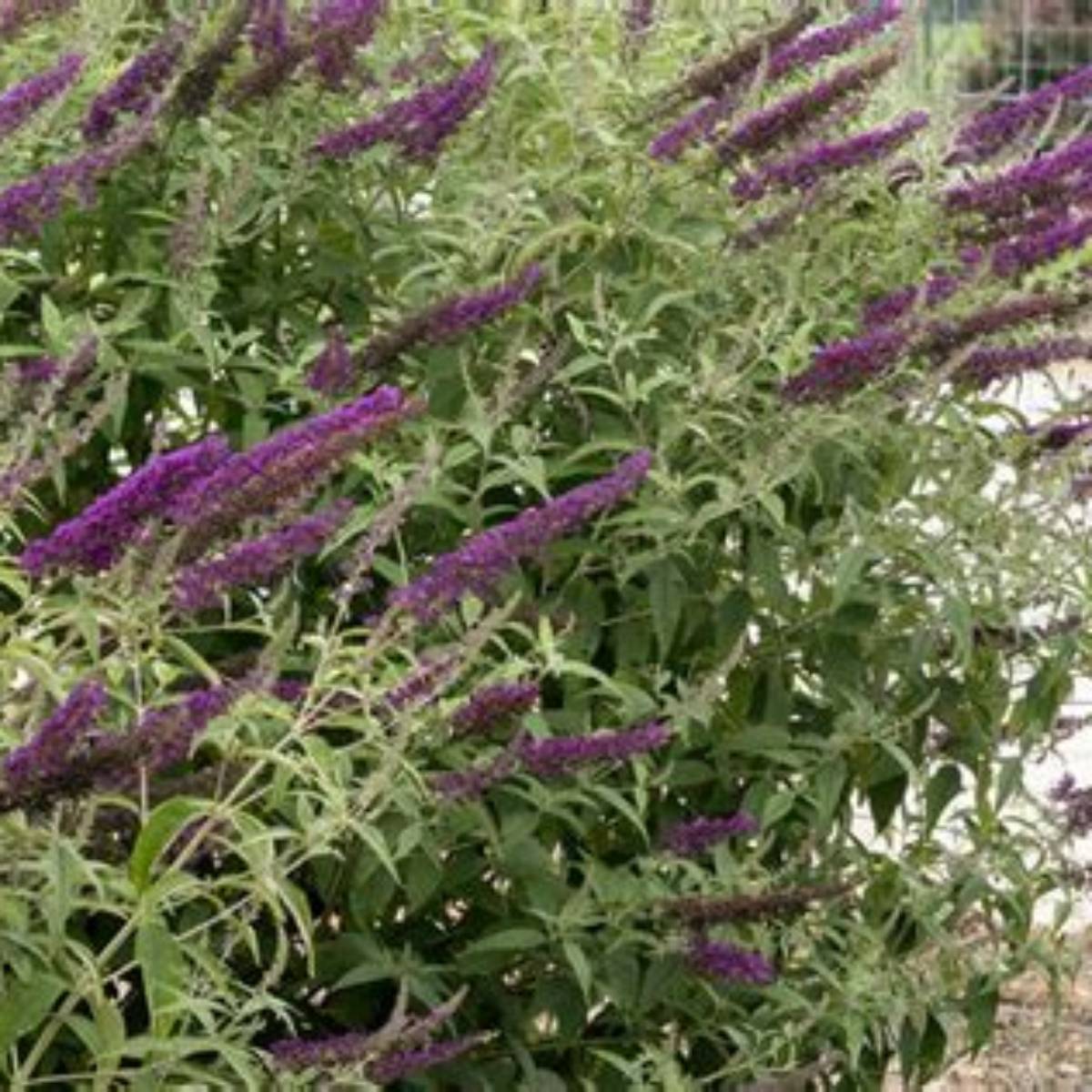 First Editions® Groovy Grape™ Butterfly Bush