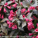 Wine & Spirits™ Weigela