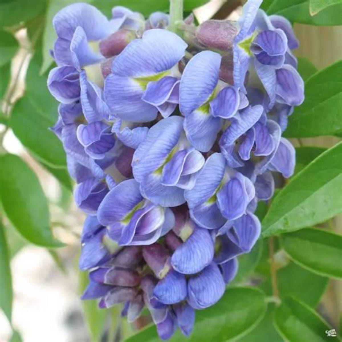 Amethyst Falls Wisteria - Staked