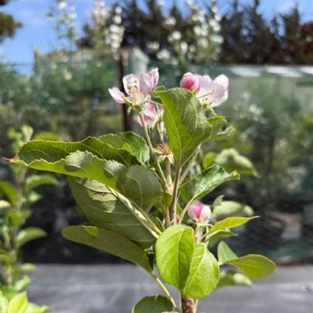 Jonathan Apple Tree