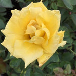 Grandma's Yellow Rose