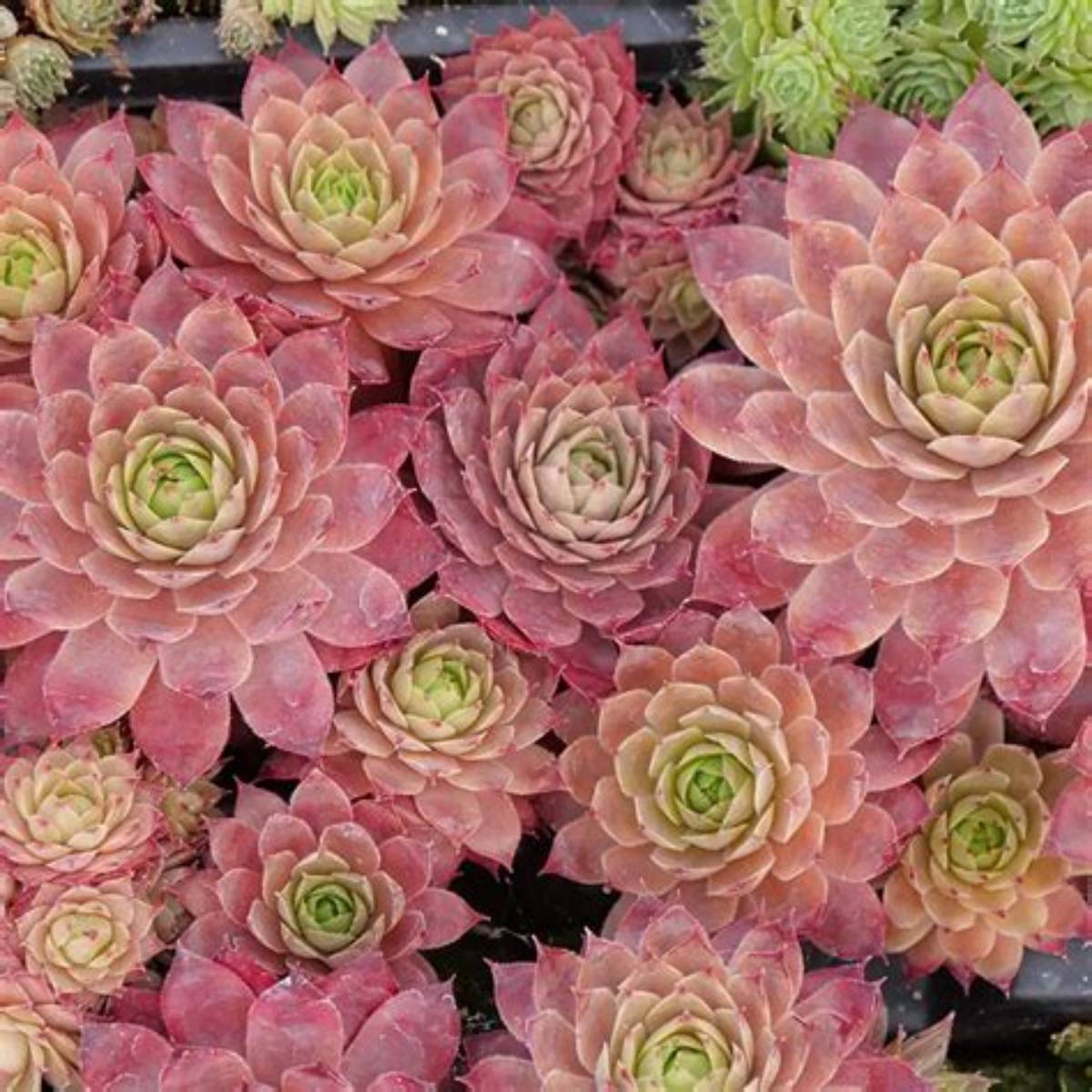 Peggy Hens & Chicks