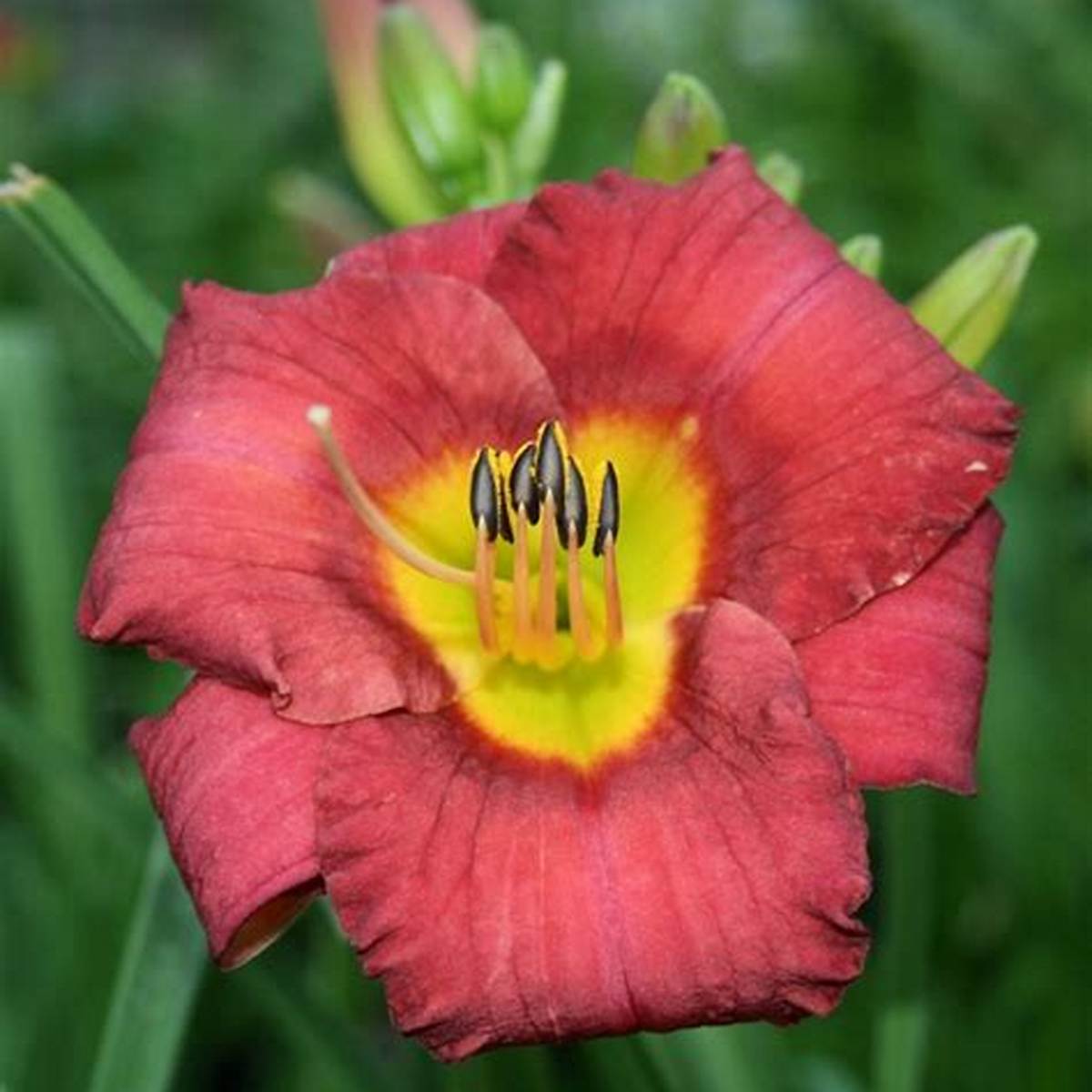 Jamaica Sunrise™ Kokomo™ Daylily