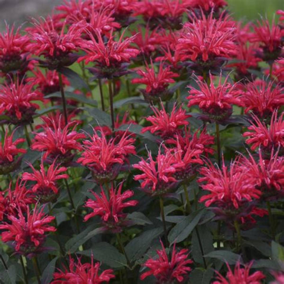 Bee-Mine™ Red BeeBalm