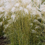 Little Fountain Maiden Grass