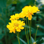 Early Sunrise Coreopsis