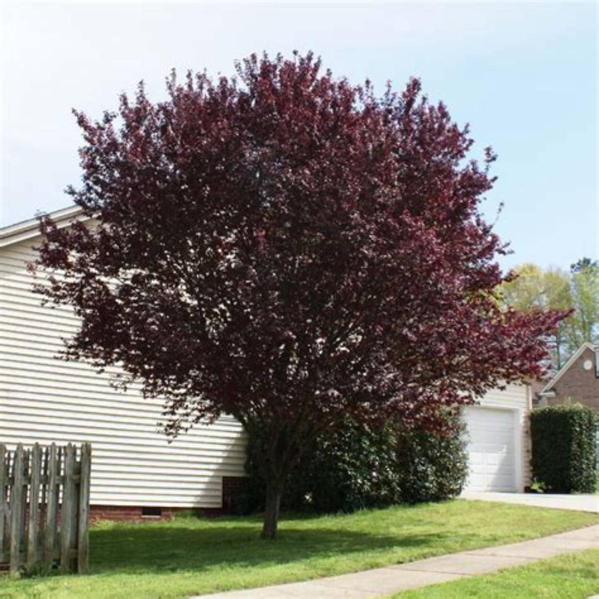 Krauter Vesuvius Purpleleaf Plum Tree