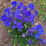 Diamonds Blue Delphinium