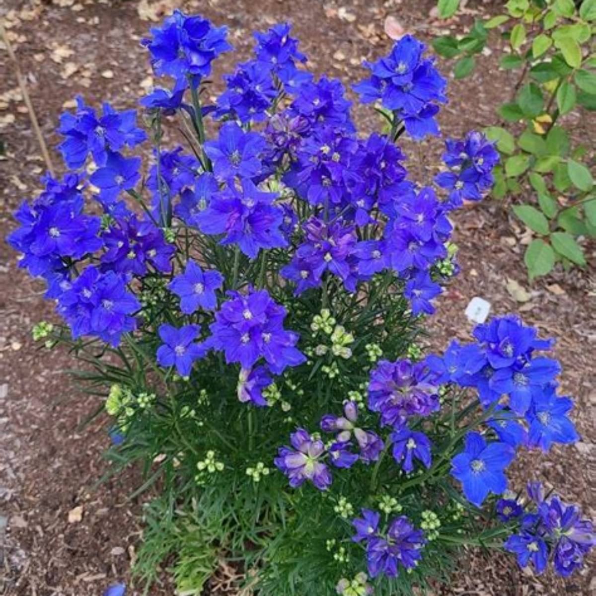 Diamonds Blue Delphinium