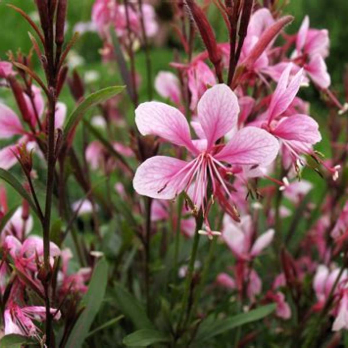 Passionate Blush Gaura