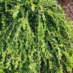 Unraveled Weeping Boxwood