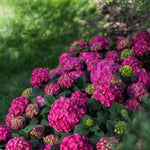 Endless Summer® Summer Crush® Hydrangea
