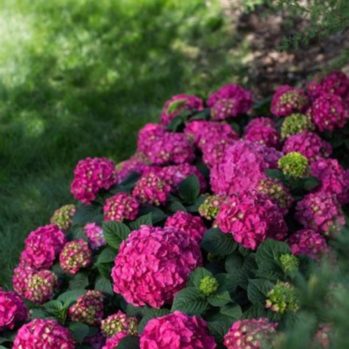 Endless Summer® Summer Crush® Hydrangea