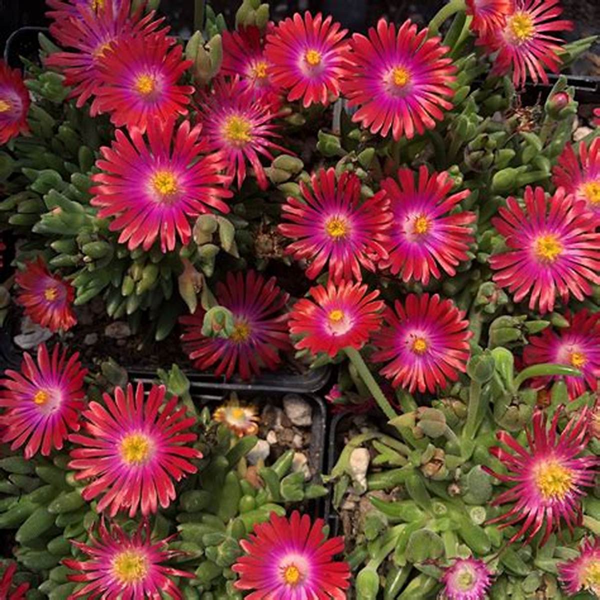 Jewel of Desert Garnet Ice Plant