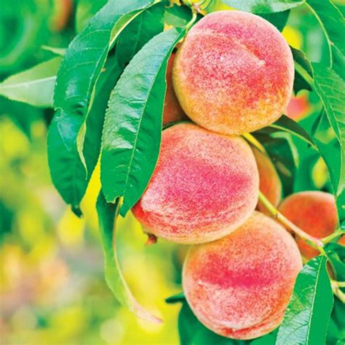 June Gold Peach Tree