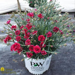 Fruit Punch® Black Cherry Frost Dianthus