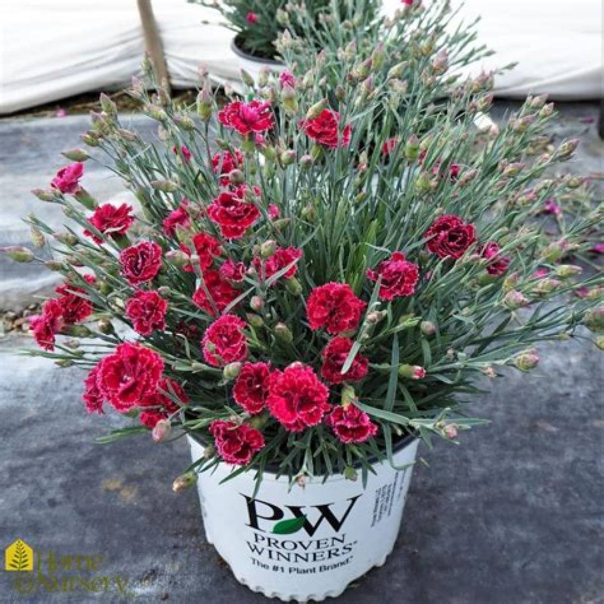 Fruit Punch® Black Cherry Frost Dianthus