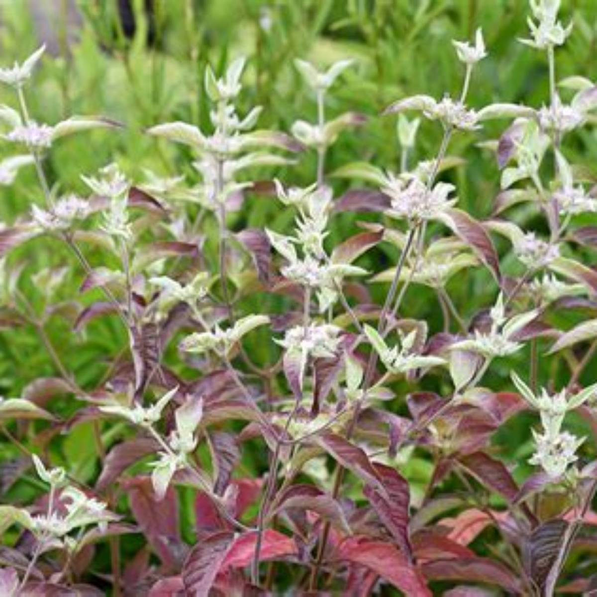 Smokey Mountain Mint