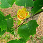 Tulip Tree