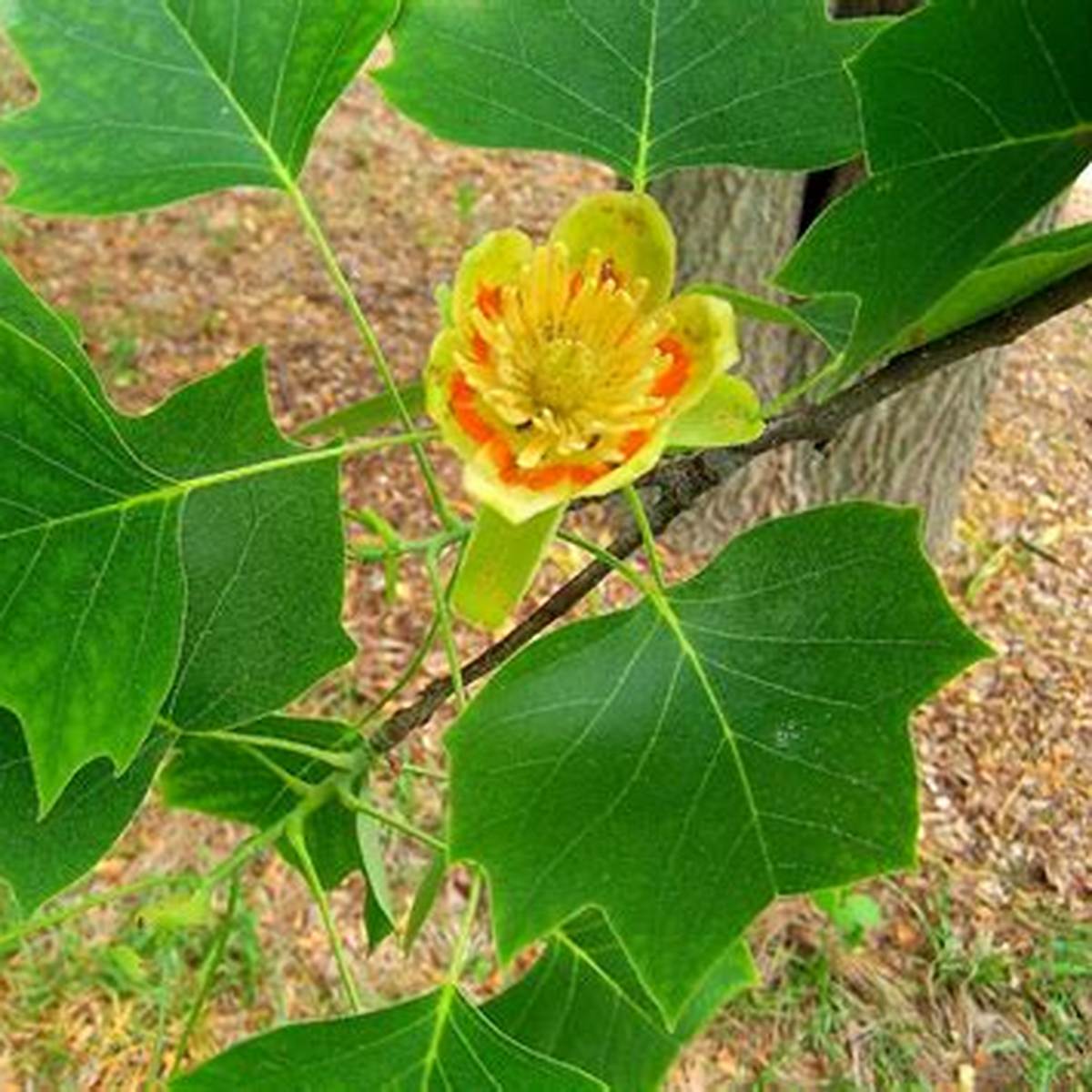 Tulip Tree