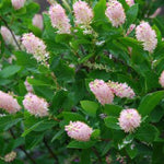 Pink Spires Summersweet