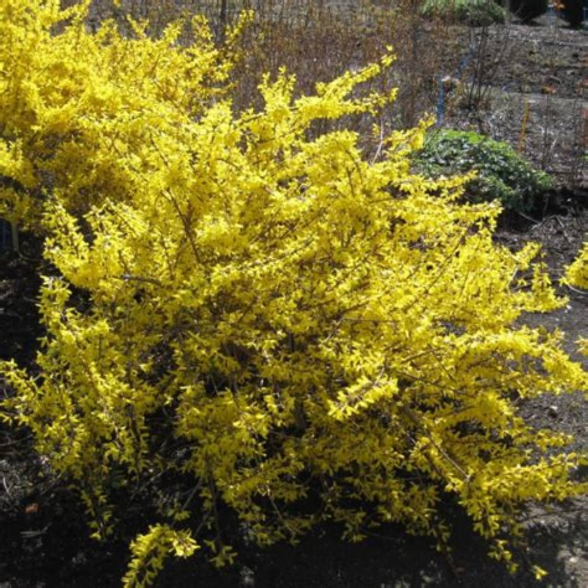 Magical® Gold Forsythia