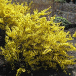 Magical® Gold Forsythia