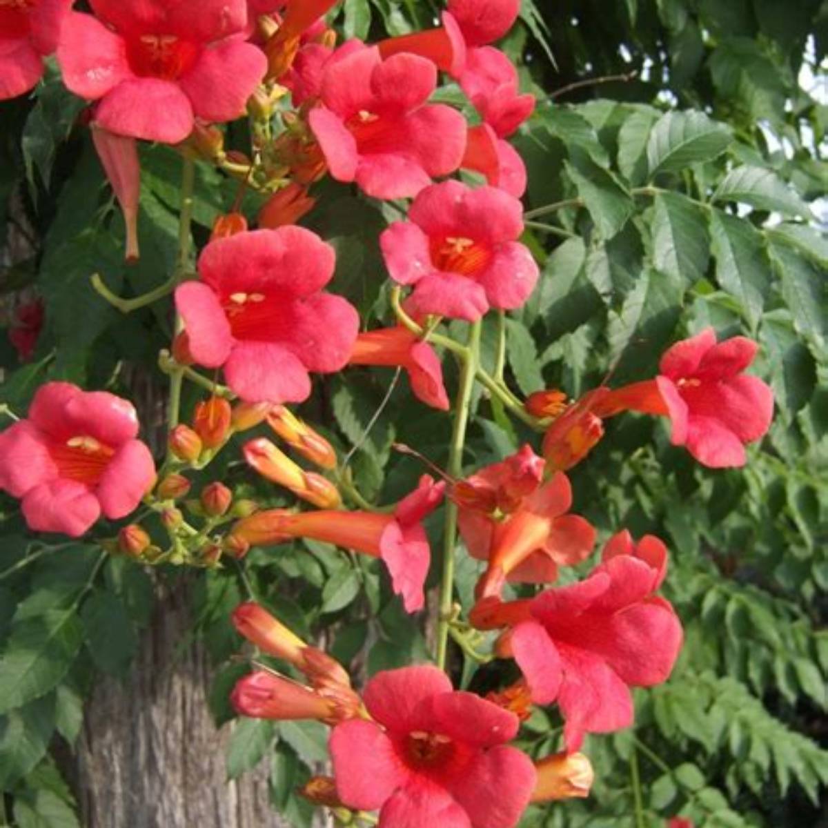 Madame Rosy® Trumpet Creeper