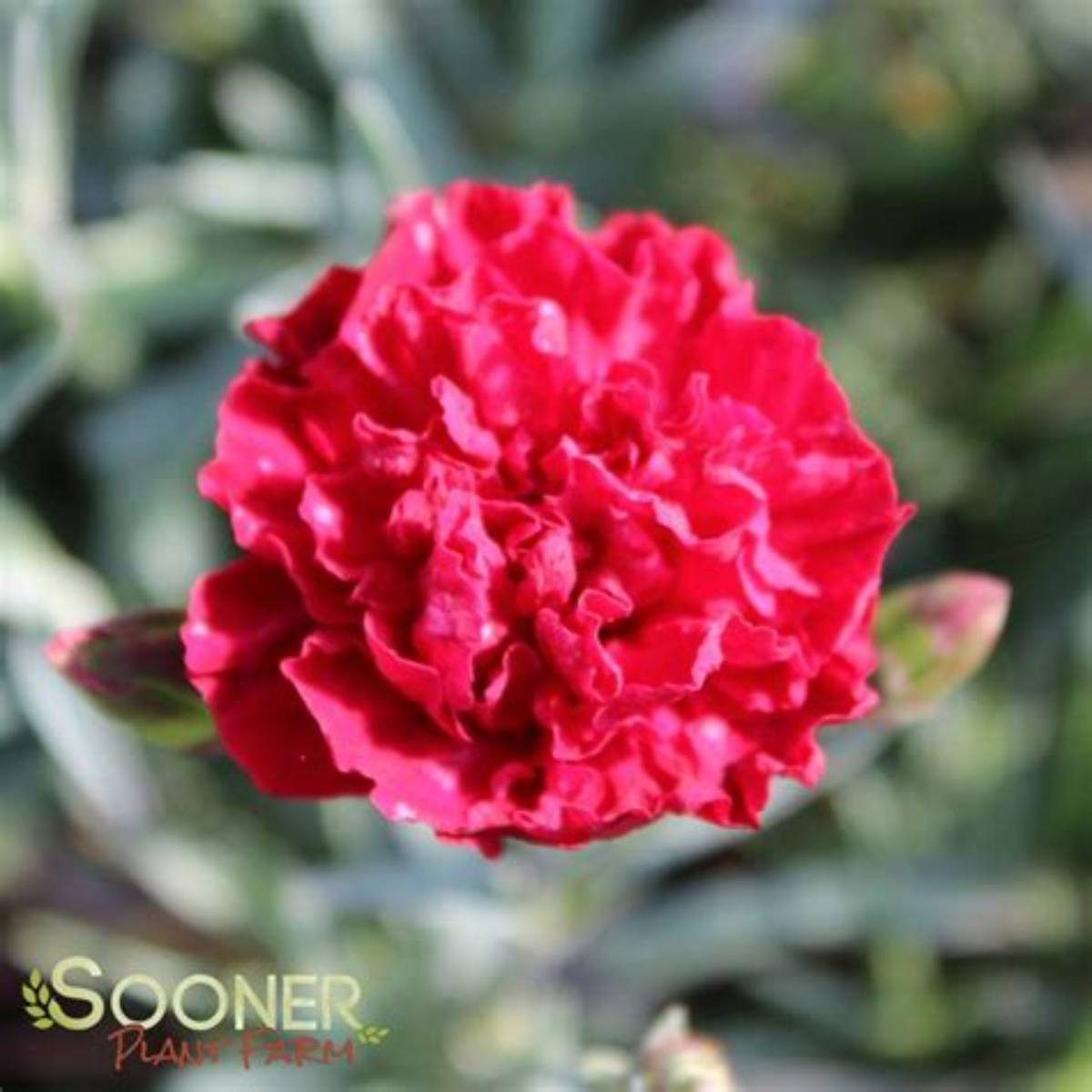 Scent First™ Passion Dianthus