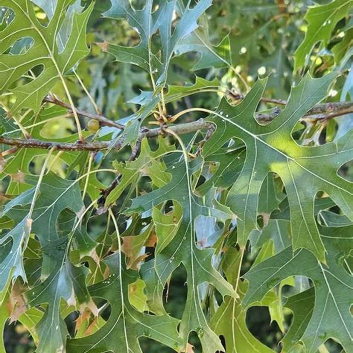 Shumard Oak Tree