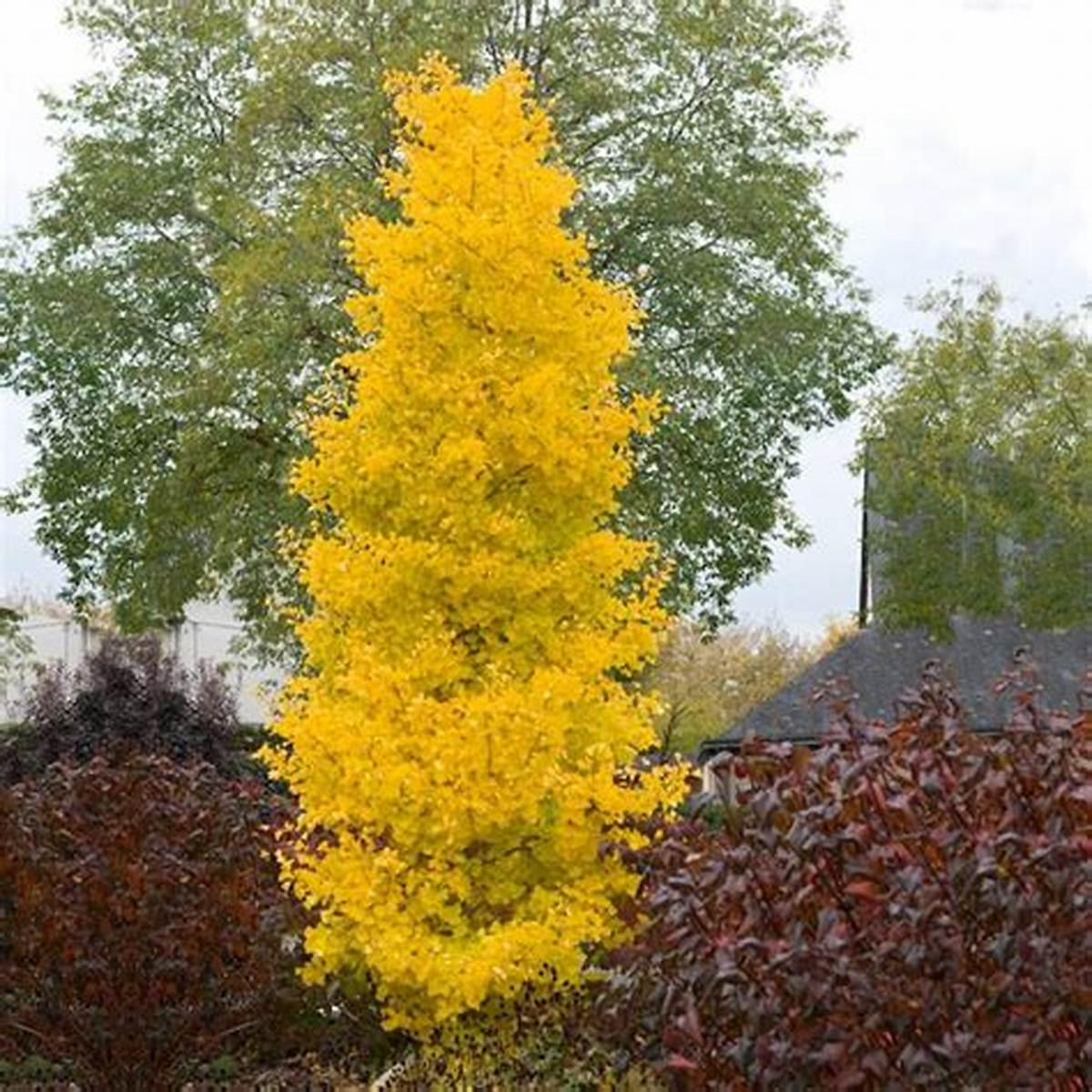 Sky Tower™ Ginkgo Tree