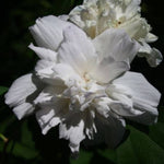 Double White Althea Tree