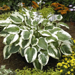 Minuteman Hosta