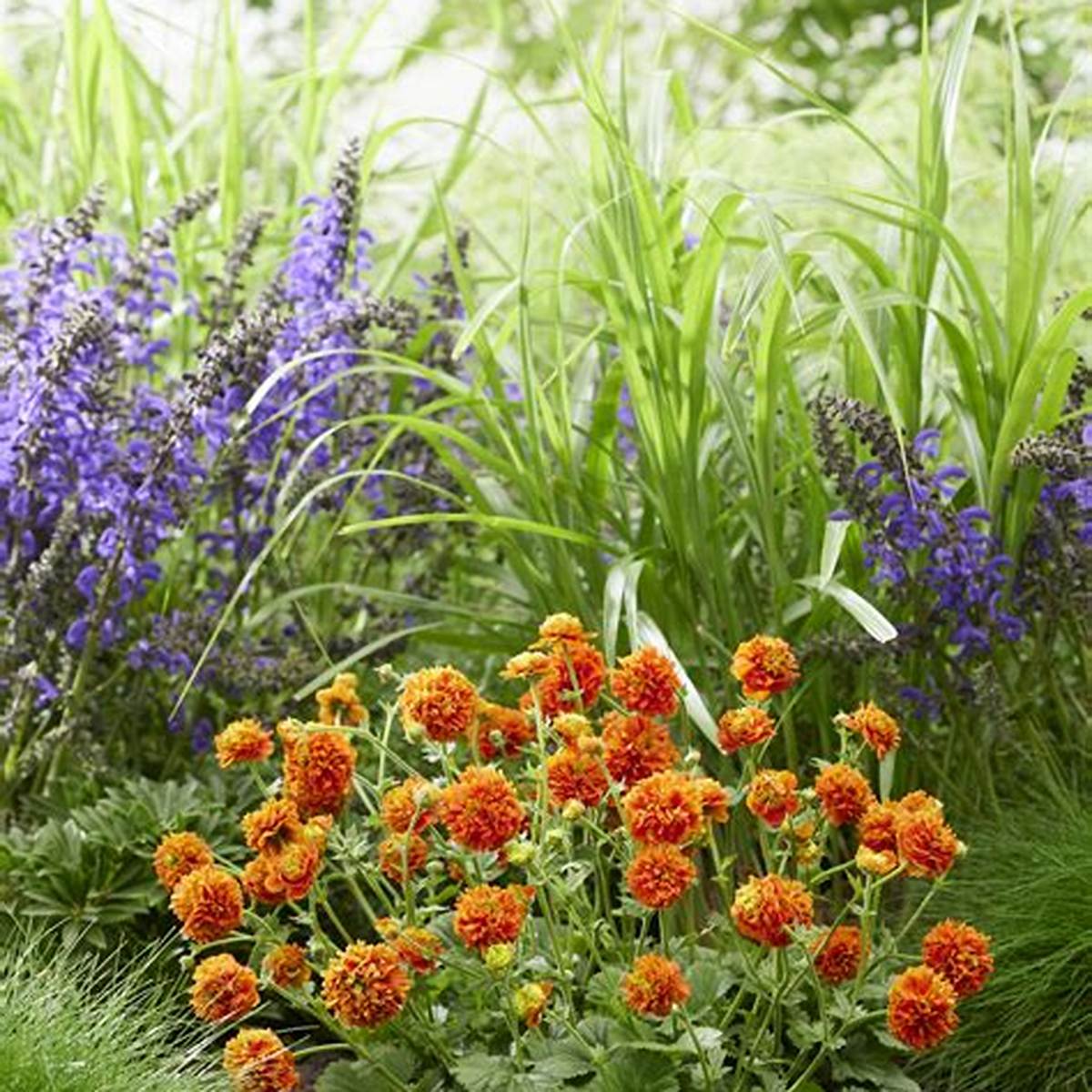 Orange Pumpkin Geum