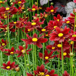 Li'l Bang™ Red Elf Coreopsis