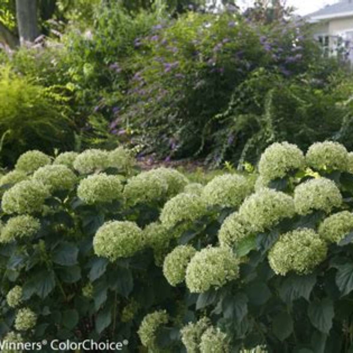 Invincibelle Limetta® Hydrangea