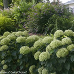 Invincibelle Limetta® Hydrangea