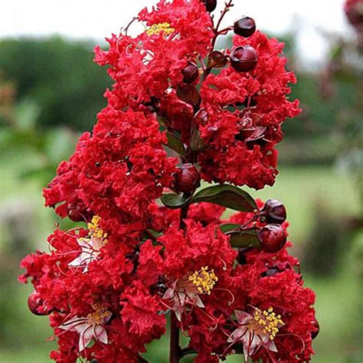 Dynamite® Crapemyrtle