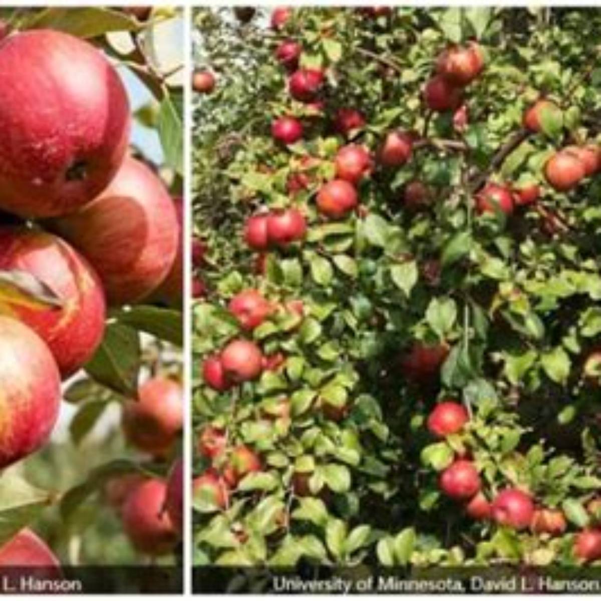 Haralson Apple Tree