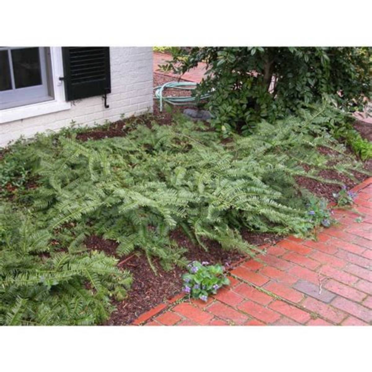 Prostrate Japanese Plum Yew