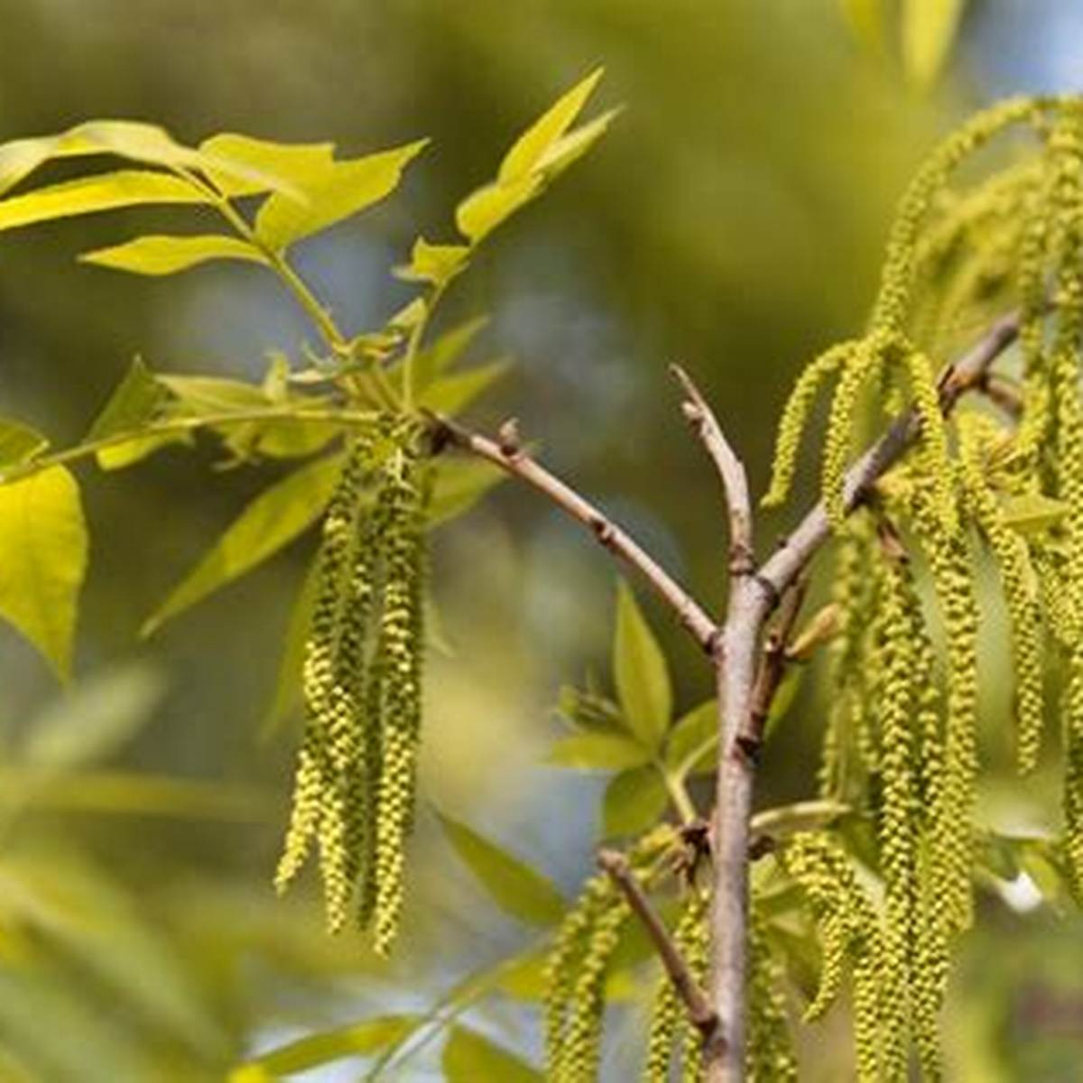 Peruque Pecan Tree
