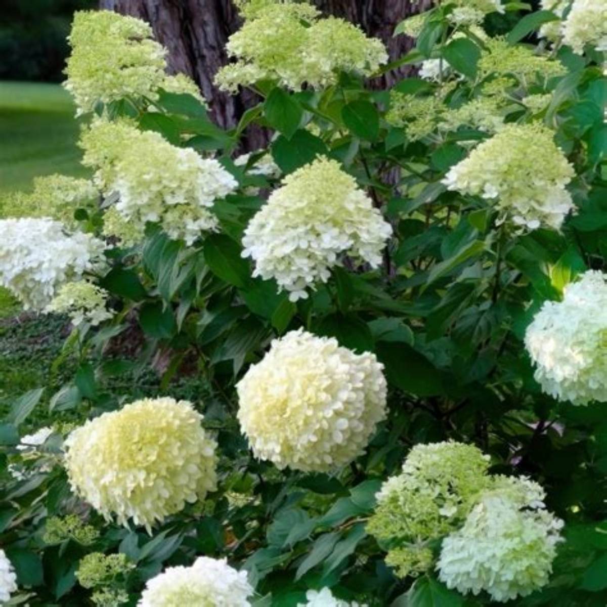 Limelight Prime® Hydrangea