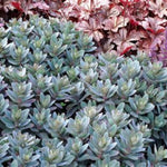 Marina Sedum