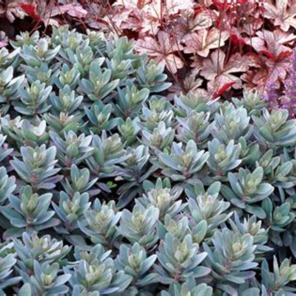 Marina Sedum