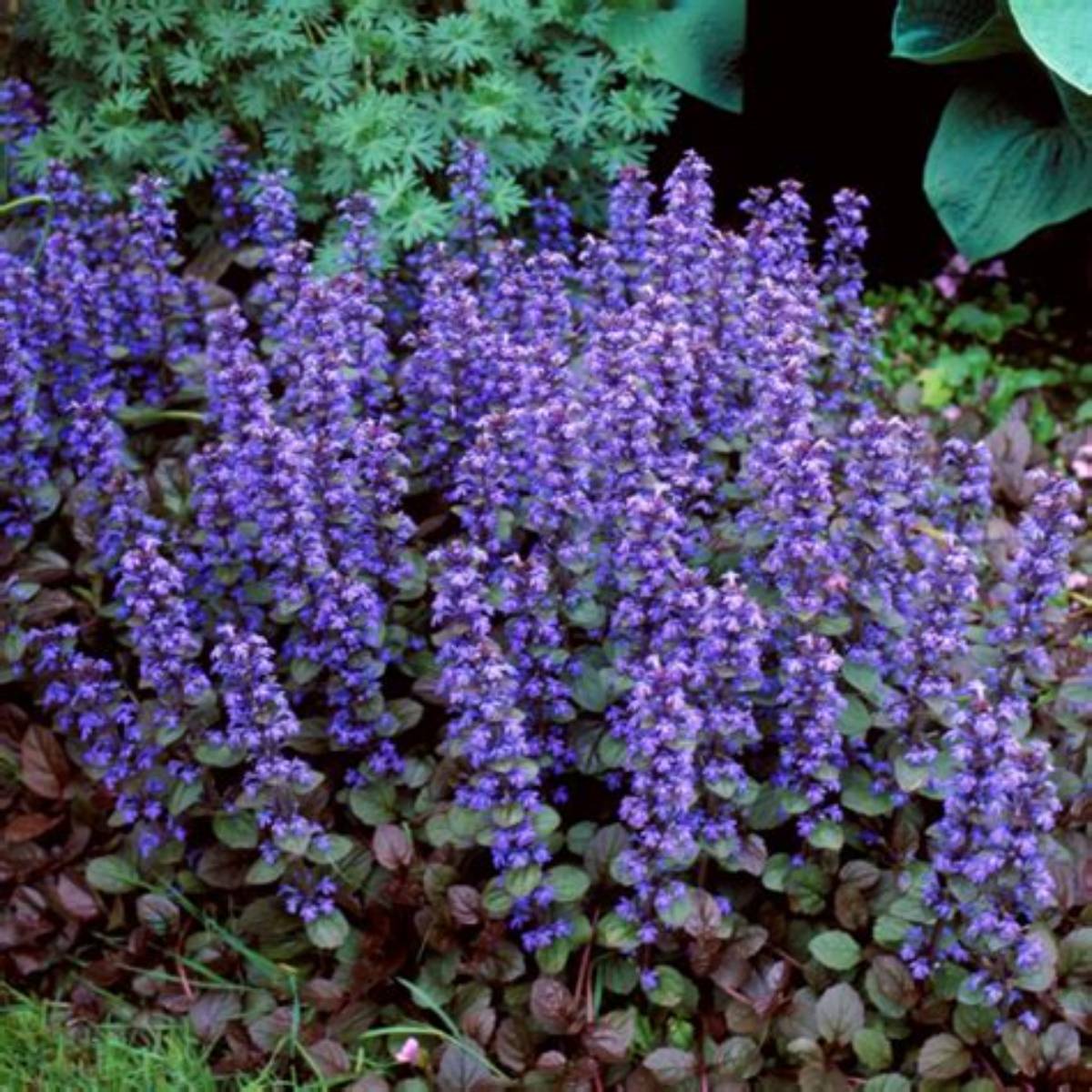 Chocolate Chip Ajuga